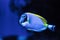 Powderblue tang fish Acanthurus leucosternon