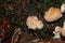 A powderpuff bracket fungus, Postia ptychogaster