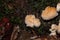 A powderpuff bracket fungus, Postia ptychogaster