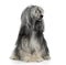 Powderpuff Chinese crested dog