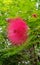 Powderpuff Plant Calliandra Haematocephala  Flower Closeup or Macro Shot with Green Background