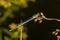 A powdery blue fragile forktail damselfly is perching on dried flowers