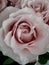 Powdery lush rose in a bouquet