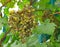 Powdery mildew disease on grape
