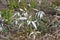 Powdery mildew disease on painted spurge