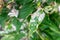 Powdery mildew on Garden Phlox