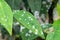 Powdery mildew on Garden Phlox