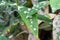 Powdery mildew on Garden Phlox