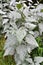 Powdery mildew on girasol plants