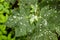 Powdery mildew on maple leaf.Pathogenic fungi, phytopathology, plant diseases