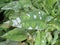 Powdery mildew on a peony plant