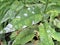 Powdery mildew on a peony plant