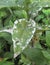 Powdery mildew on a peony plant