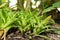 Powdery strap airplant or Catopsis Berteroniana plant in Saint Gallen in Switzerland