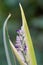 Powdery thalia, Thalia dealbata, flowers