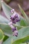 Powdery thalia, Thalia dealbata, purple inflorescence