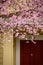 Power of blooming cherry trees in Seattle suburbs