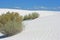 Power of life of bushes in White Sands