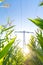 Power line above corn field symbolizing green energy