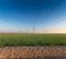 power line in a field of green wheat