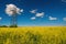 Power line support and high voltage electric line over blooming canola field