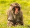 Power Napping Japanese Macaque