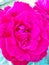 A power pink rose