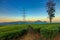 Power pole or sutet with cables on the tea plantation under the blue sky