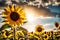 The power of positive thinking through a photograph of a sunflower bathed in sunlight,