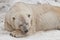 Power sleeps Powerful polar bear lies in the snow, close-up