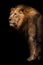 Power and strength. powerful Asian lion male against the background of a dark cave, bamboo is lying under his feet. Black