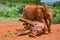 Power Struggle Between African Elephant Calves