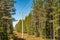 Power supply line with three wire poles, sunny day, pine tree forest, North Sweden, nearby to Umea city