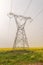 Power transmission route in a yellow canola field in fog