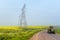 Power transmission route, yellow canola fields and tractor in fog