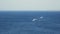 Powerboats and ship s sails along tropical sea