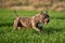 The powerful american bully dog in the field