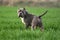 The powerful american bully dog in the field