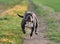 The powerful american bully dog in the field