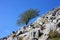 Powerful ancient evergreen trees resist growing on the face of a sloping rocky cliff in the mountains