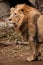 Powerful Asian lion male against the background of a dark cave, bamboo is lying under his feet