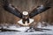 A powerful Bald Eagle (Haliaeetus leucocephalus) taking off, with wings spread wide and feathers ruffled