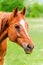 Powerful beautiful horse standing in the field and looking strai