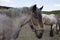 Powerful Belgian horse standing in moldavian field