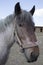 Powerful Belgian horse standing in moldavian field