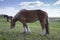 Powerful Belgian horse standing in moldavian field