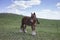 Powerful Belgian horse standing in moldavian field