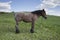 Powerful Belgian horse standing in moldavian field