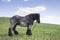 Powerful Belgian horse standing in moldavian field