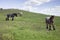 Powerful Belgian horse standing in moldavian field